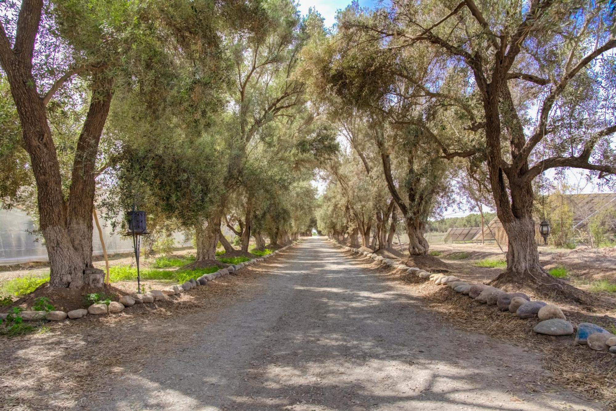 Riad Elaissi تارودانت‎ المظهر الخارجي الصورة